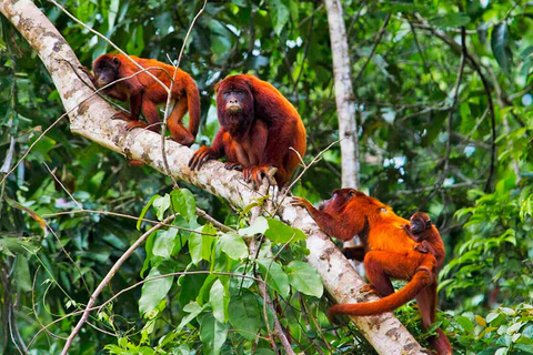 Puerto Maldonado : 4 jours d&#039;aventure dans la forêt amazonienne