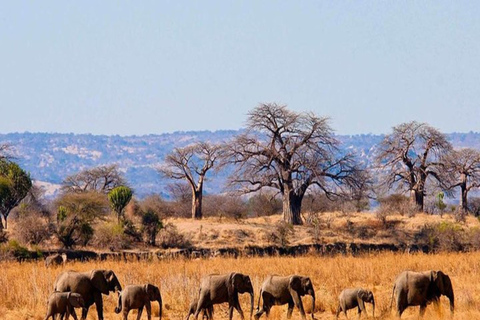 Nairobi: Safari di 6 giorni ai laghi della RiftValley e al Masai Mara con ...