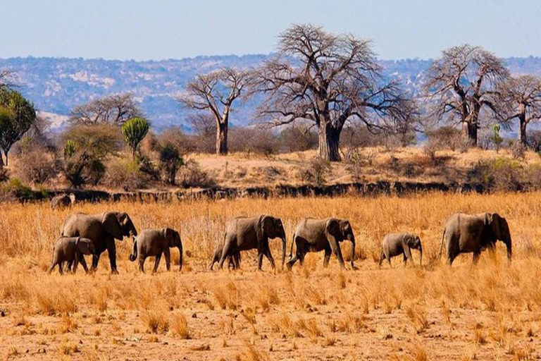 Nairobi: Safari di 6 giorni ai laghi della RiftValley e al Masai Mara con ...