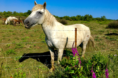 Arles &amp; Camargue Regional Natural Park