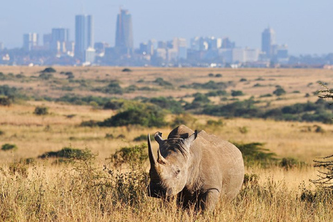 Passeio matinal ou vespertino pelo Parque Nacional de NairobiPasseio de carro pelo Parque Nacional de Nairóbi