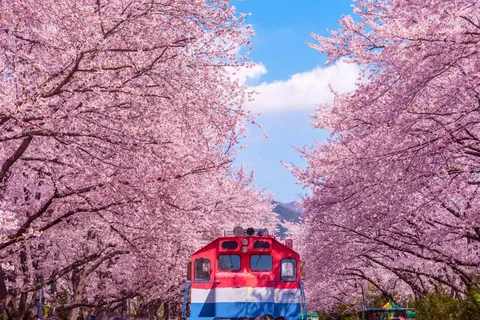 De Busan: Excursão diurna ou noturna ao Festival das Cerejeiras em Flor de Jinhae