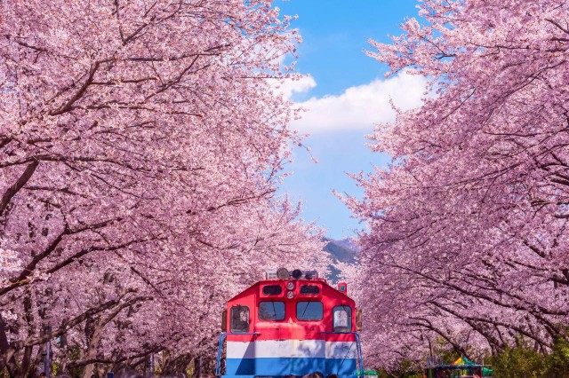 Visit From Busan Jinhae Cherry Blossom Day or Night Tour in Busan