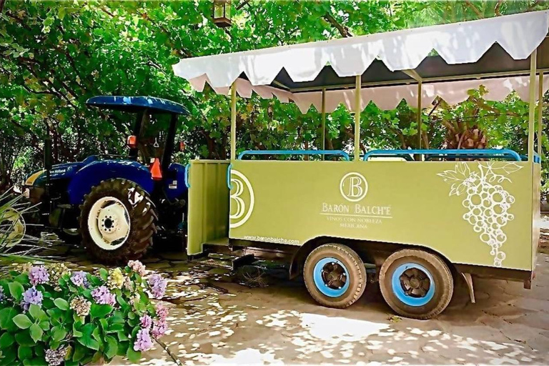 From Tijuana: Valle de Guadalupe Shared Winery Tour