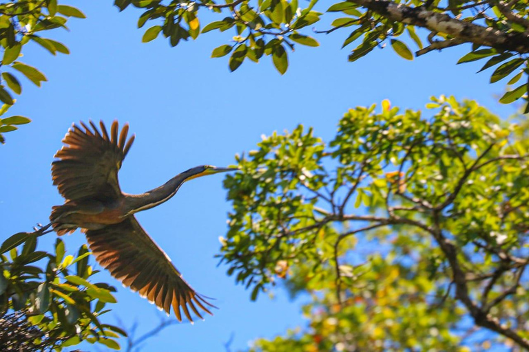 Uvita: Corcovado Rainforest & Wildlife Adventure