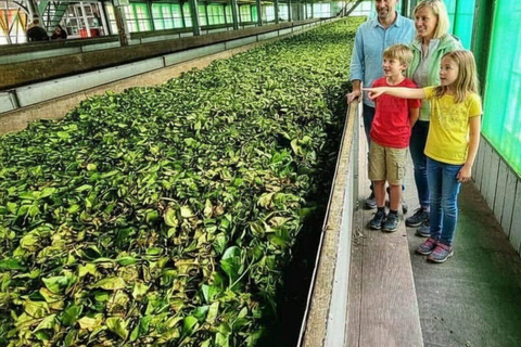 From Kandy: Ratnapura Gem Experience Tour & Bentota Drop