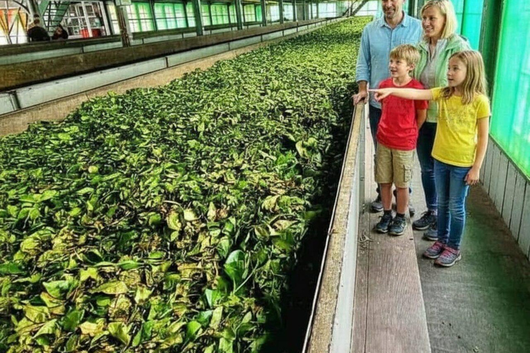 From Kandy: Ratnapura Gem Experience Tour & Bentota Drop