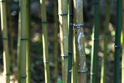 Tokio: Keizerlijk Paleis, de geschiedenis van Japan (FRENCH GUIDE)Tokio: Het Keizerlijk Paleis, de geschiedenis van Japan