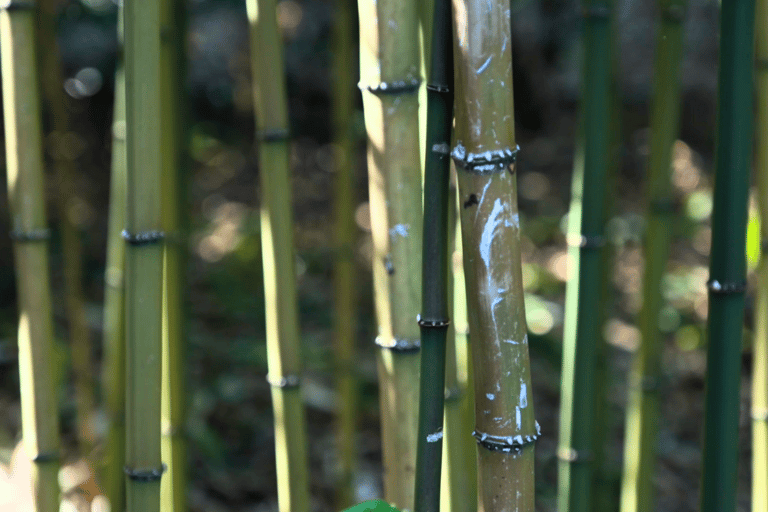 Tokio: Keizerlijk Paleis, de geschiedenis van Japan (FRENCH GUIDE)Tokio: Het Keizerlijk Paleis, de geschiedenis van Japan