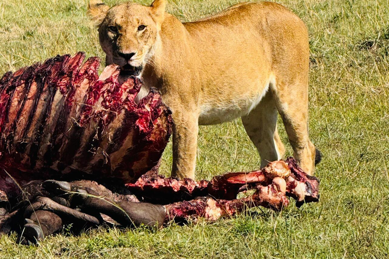 Nairobi National Park 5-Hour Jeep Safari Nairobi National Park Half-Day Private Jeep Safari