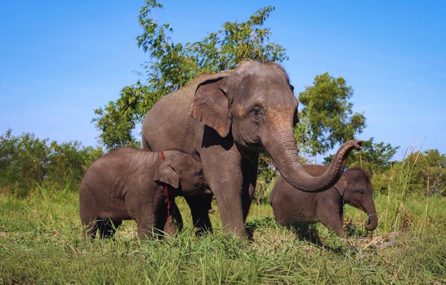 Bangkok: Elephant Care Experience at Bangkok Elephant Park