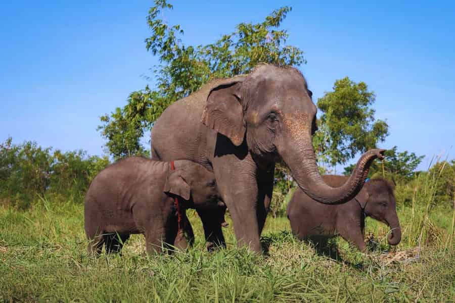 Bangkok: Elefantenpflege im Bangkok Elephant Park. Foto: GetYourGuide