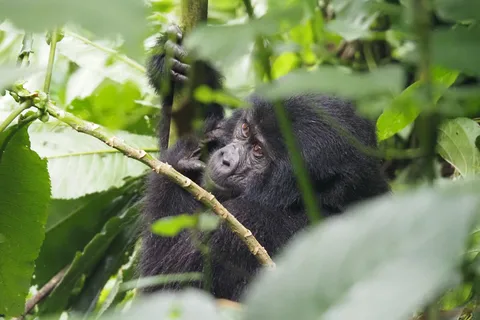 One Day Bwindi Impenetrable Forest Gorilla Trek Tour