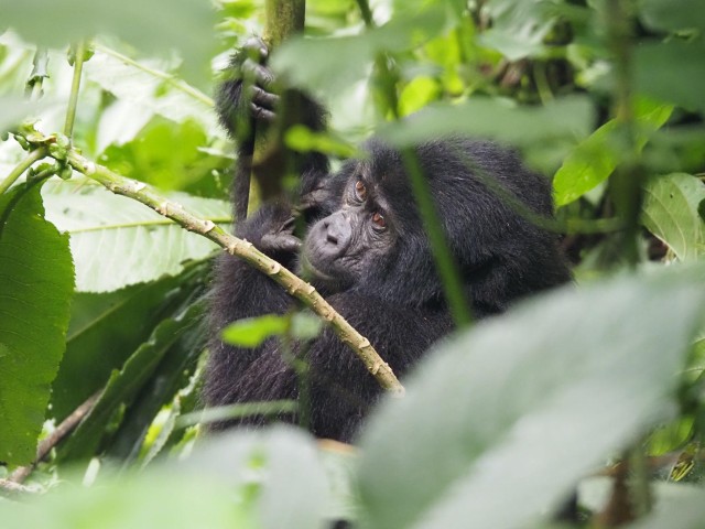 Visit One Day Bwindi Impenetrable Forest Gorilla Trek Tour in Bwindi Impenetrable National Park