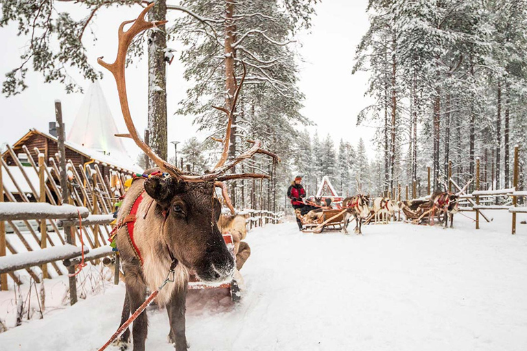 Rovaniemi: Reindeer & Husky Ride with Santa Claus Village