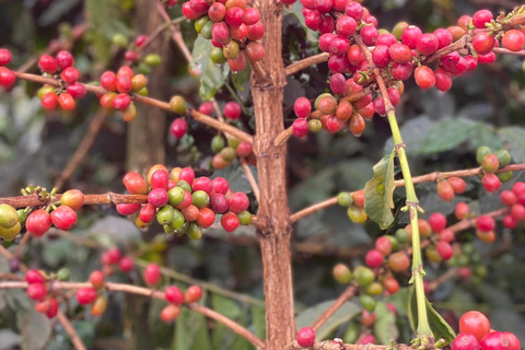 Kenya: Coffee Farm Half-Day Tour with Hotel Pickup