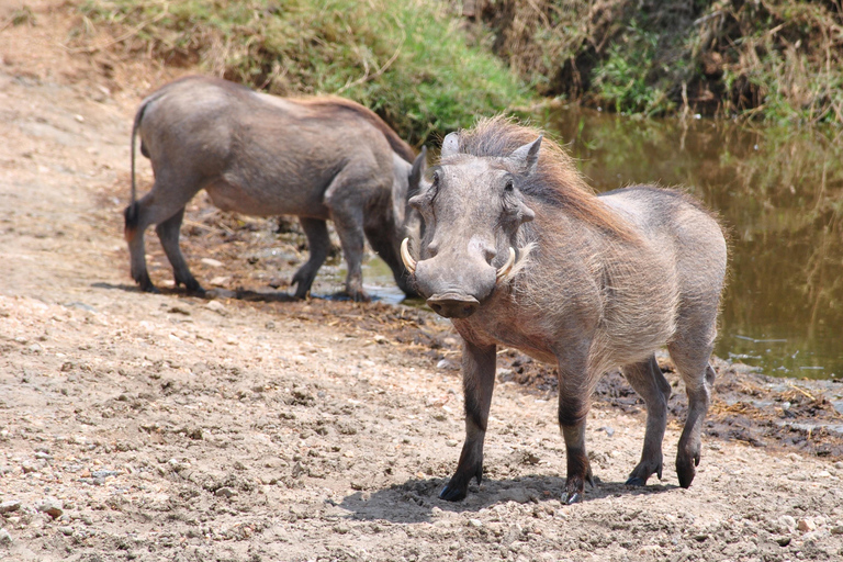 Tanzânia: Safári de 7 dias com acampamento no Serengeti e NgorongoroTanzânia: Safari de 7 dias com acampamento no Serengeti e Ngorongoro
