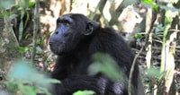 11 días Best of Uganda Safari - Housity