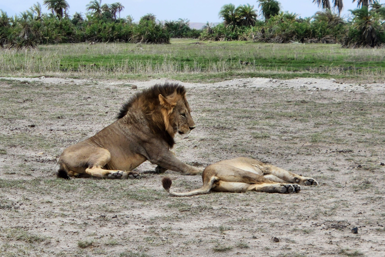 Nairobi: Amboseli National Park Flight and Safari Tour