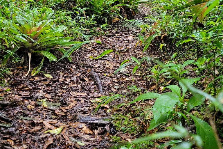 MANTIQUEIRA SELVAGEM CHALLENGE - 12 jours de défi dans les montagnes !!!