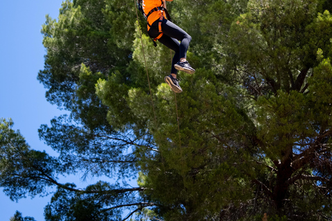 Adelaide: TreeClimb Adventure