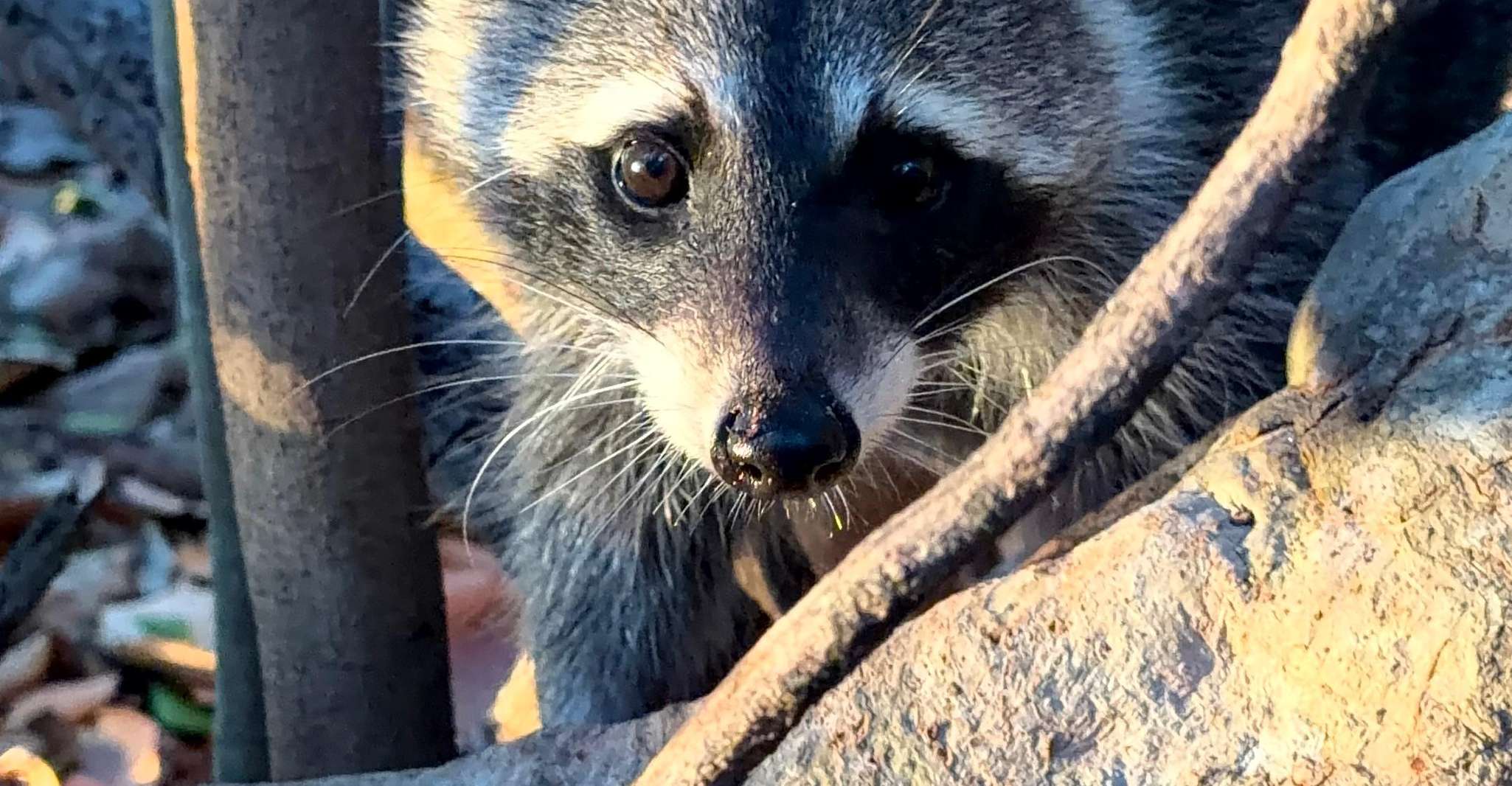 Raccoon Island Adventure: Wildlife, Island Walk & Floats photo 14