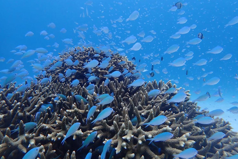 Tokashiki 1 Day 1 beach (or 2 beach with snorkeling option) 1 beach NO snorkeling