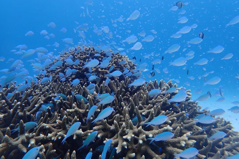 Tokashiki 1 Day 1 beach (or 2 beach with snorkeling option) 1 beach NO snorkeling