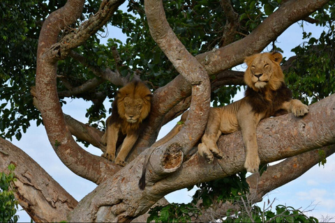 Uganda: 5-Day Safari with Queen Elizabeth & Lake Mburo
