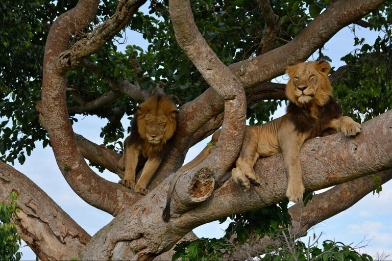 Uganda: 5-Day Safari with Queen Elizabeth & Lake Mburo