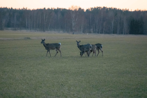 Safari nella natura con cena al fuoco da Helsinki