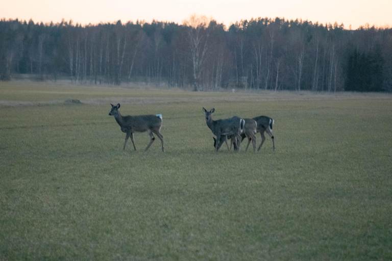 Safari nella natura con cena al fuoco da Helsinki