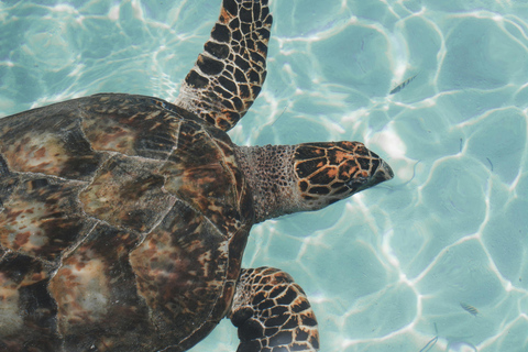 Tulum, 4 Cenotes, and Playa del Carmen