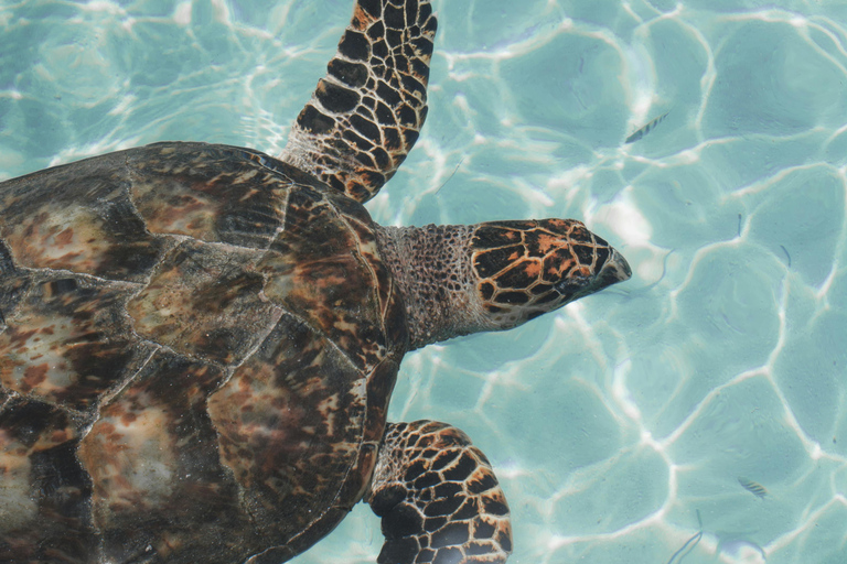 Tulum, 4 Cenotes, and Playa del Carmen