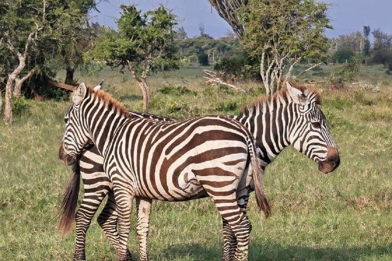 Da Nairobi: escursione al Parco Nazionale del Lago NakuruEscursione al Parco Nazionale del Lago Nakuru senza biglietto d&#039;ingresso