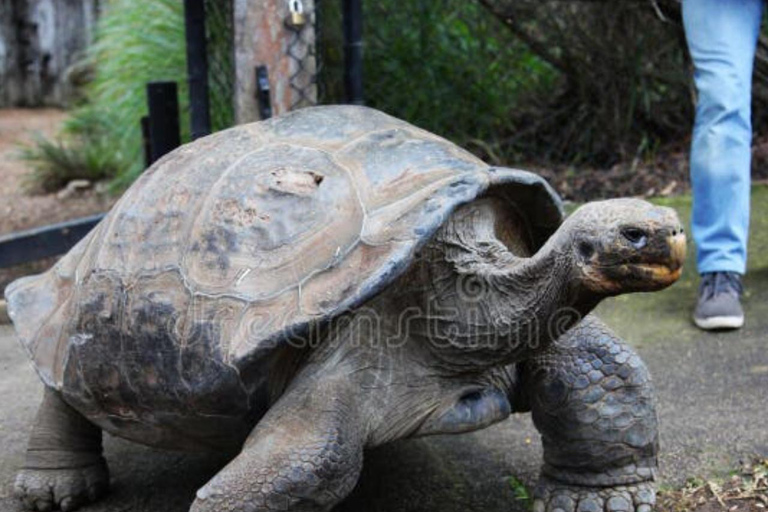 ZANZIBAR: Prison Island visit & Uzi Mangrove Kayak Tour PRIVATE TOUR INCLUDES HOTEL PICKUP AND DROP OFF