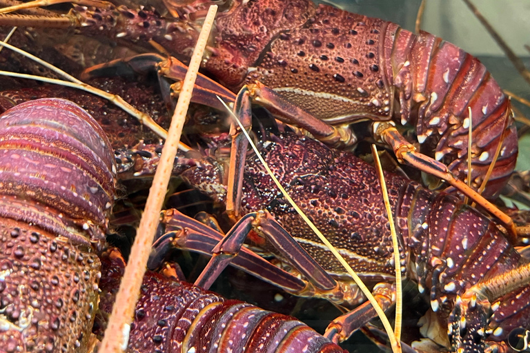 Rockingham: Lobster Catch and Keep Tour with Refreshments Lobster Spectator (No Catch & Keep)