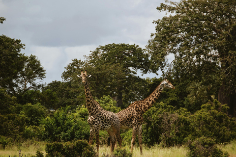 Mwea National Reserve Full-Day Safari from Nairobi