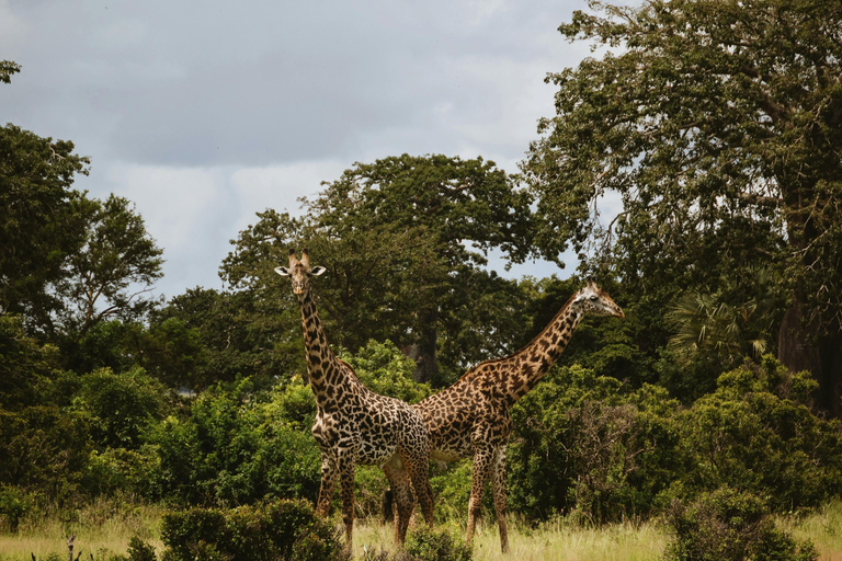 Mwea National Reserve Full-Day Safari from Nairobi