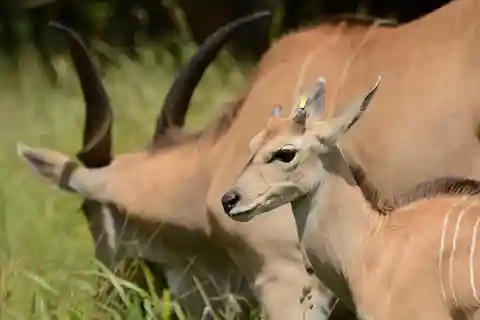 Arusha: Safari de 5 dias na Migração de Ndutu e na Cratera de Ngorongoro ...