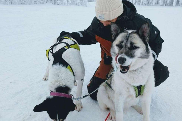Levi: Ultimate Combo! Husky Safari & Reindeer Sleigh Ride Levi: Husky and Reindeer Arctic Duo Safari