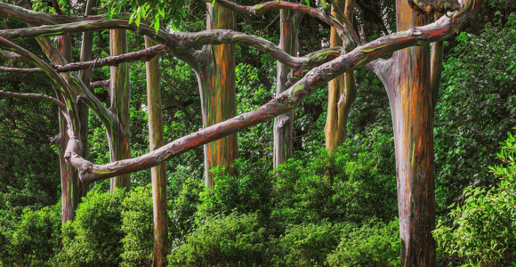 Maui: Road to Hana Black Sand Beach & Waterfalls Tour