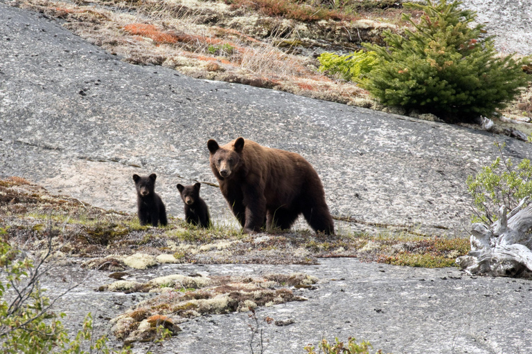 Da Skagway: Combinazione Yukon Sled Dog Mushing e White PassDa Skagway: Yukon Sled Dogs e White Pass Summit Tour