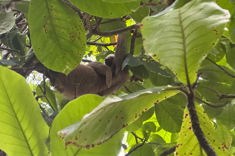 San José: Manuel Antonio National Park Tour with Lunch