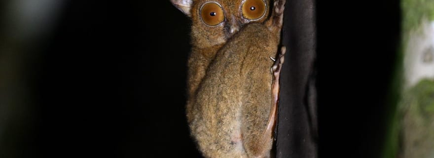 Lahad Datu : aventure de 3 jours dans la jungle de Danum Valley avec guide