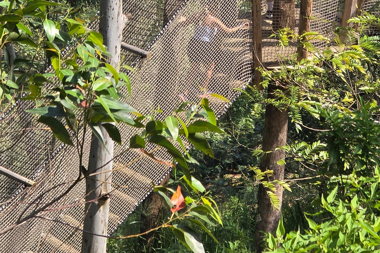 Ella: NineArches Bridge,Mini adam's peak and Waterfalls Tour