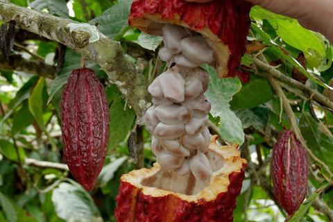 Cusco: 2-Day Coffee & Cacao Farm Stay Experience