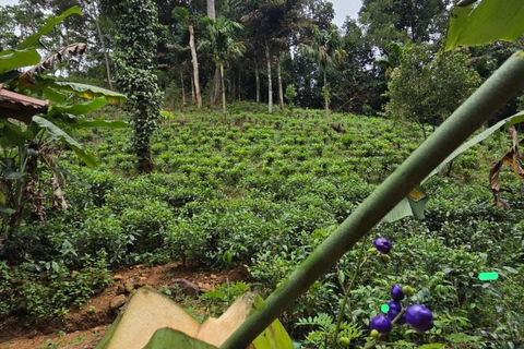 From Colombo: Sinharaja Kithul Toddy Tasting & Stream Bath