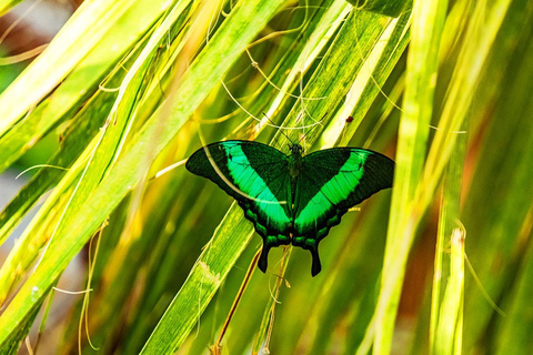 The Butterfly Gardens Entry Ticket