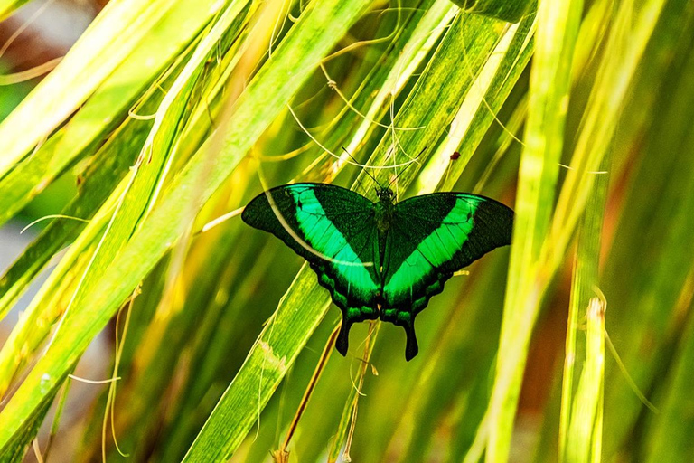 The Butterfly Gardens Entry Ticket